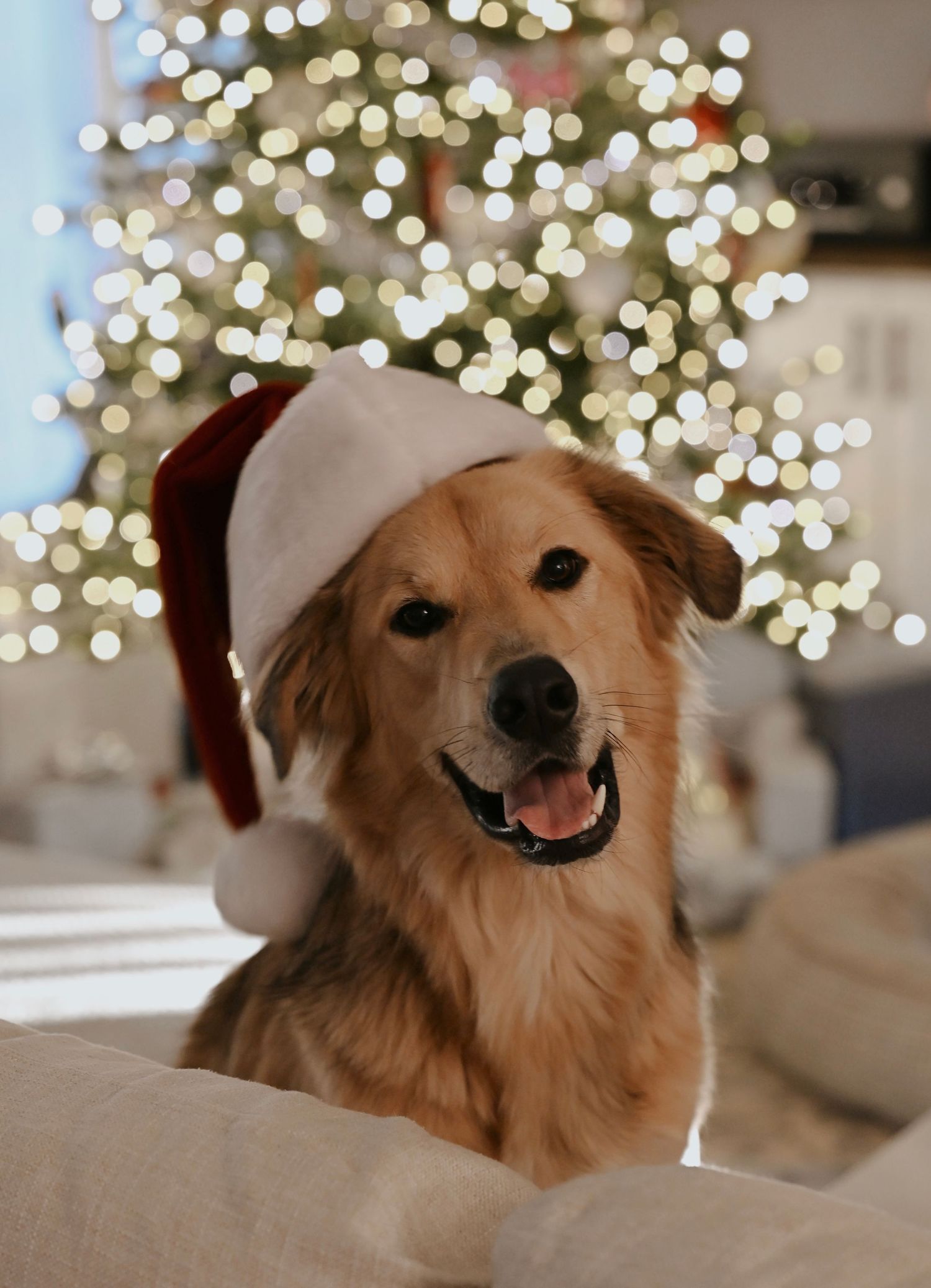 Dog in Santa Hat
