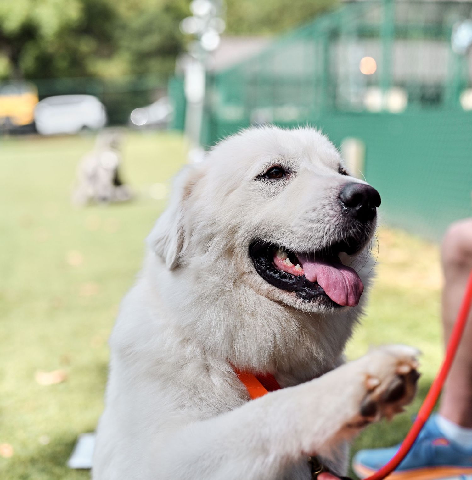 Pet Session