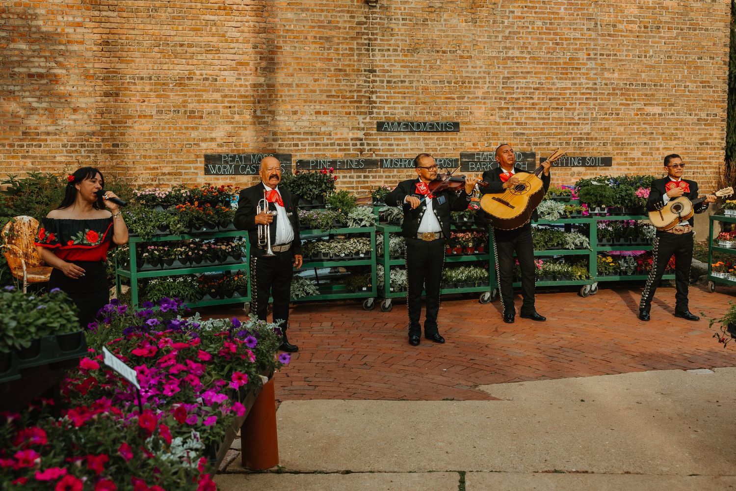 A mariachi band performs outdoors against a brick wall surrounded by colorful flowering plants. Chicagoland wedding venues.
