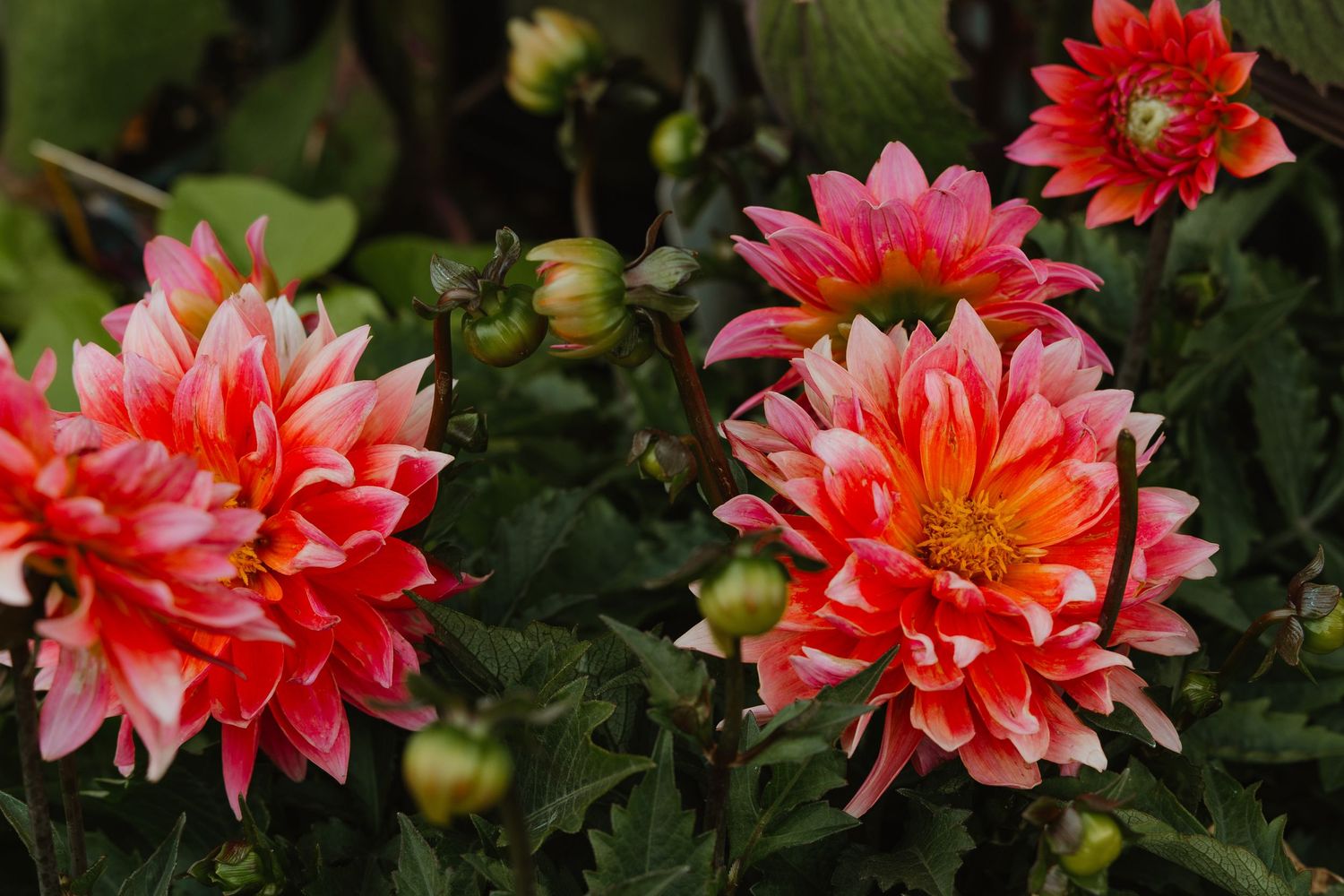 Vibrant pink and orange dahlia flowers with green foliage in full bloom.