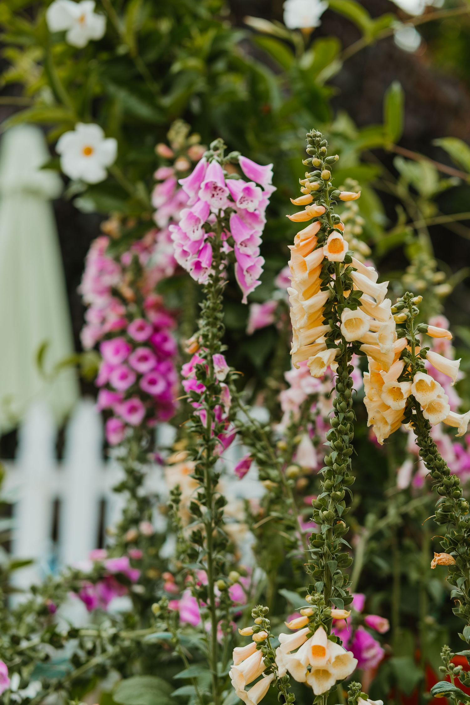 Pink and peach foxglove flowers blooming in a garden near a white picket fence.