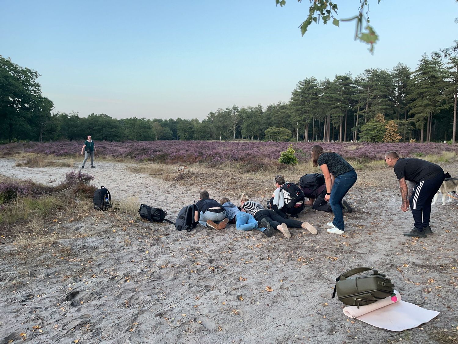 Group of people resting on sandy heathland with purple heather and pine trees in background at dusk.