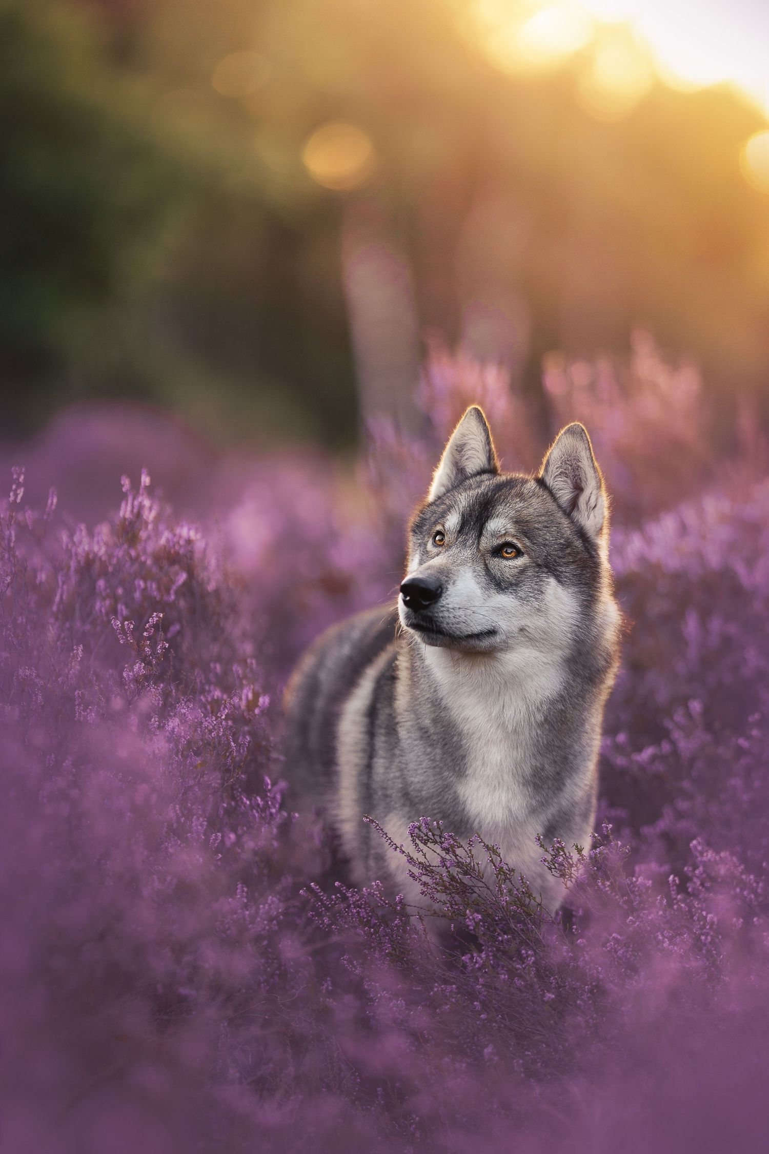 A Siberian Husky puppy sits among vibrant purple heather flowers, bathed in warm golden sunset light.