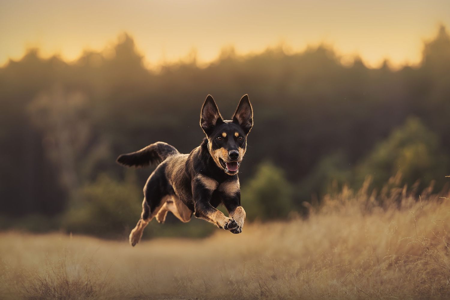 A German Shepherd dog leaping mid-air over a golden field at sunset with blurred trees in the background.