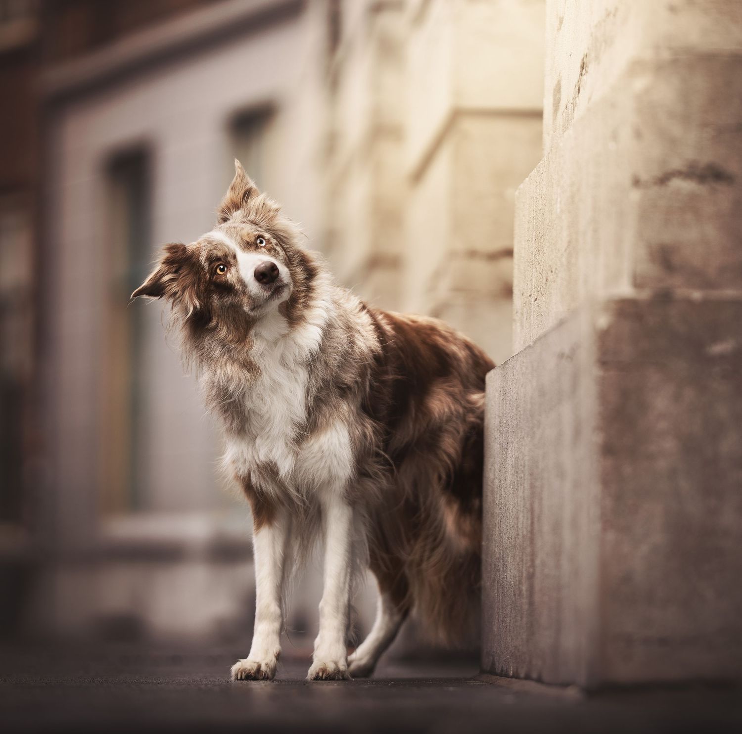 een knappe merle border collie poseert heel mooi in de stad