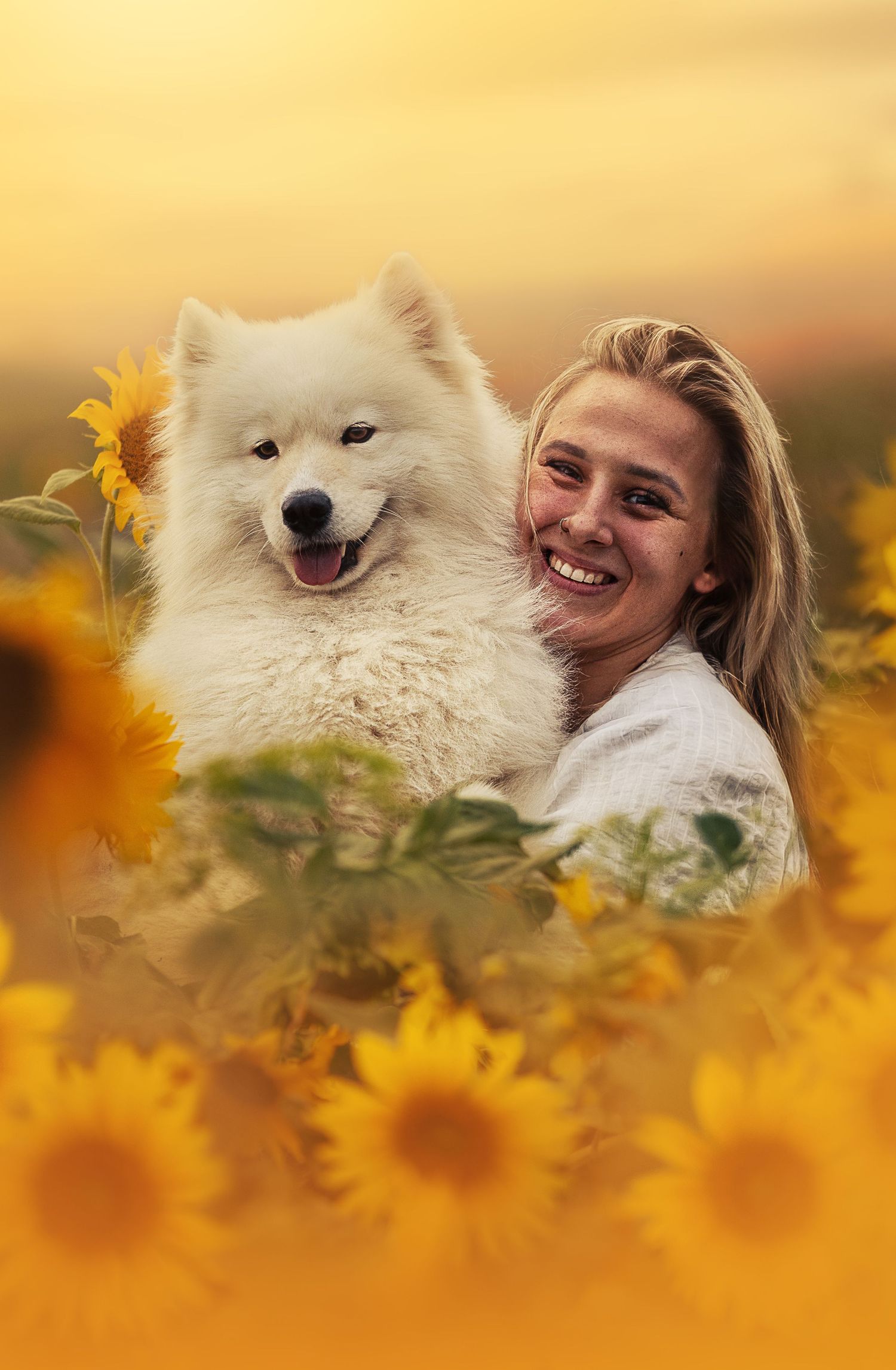 Smiling woman hugging a fluffy white Samoyed dog in a vibrant sunflower field at golden sunset.