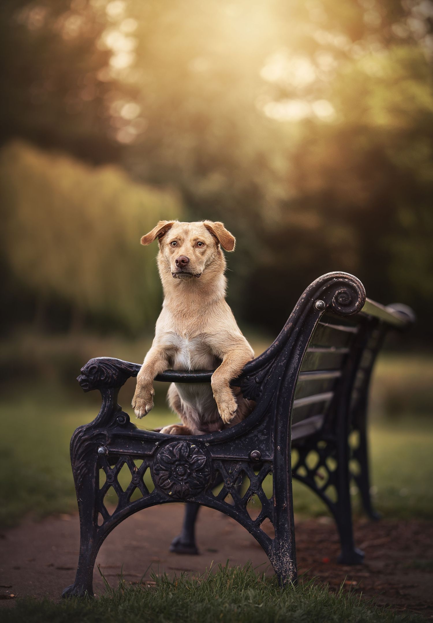 Een leuk, schattig hondje op een bankje in het park,