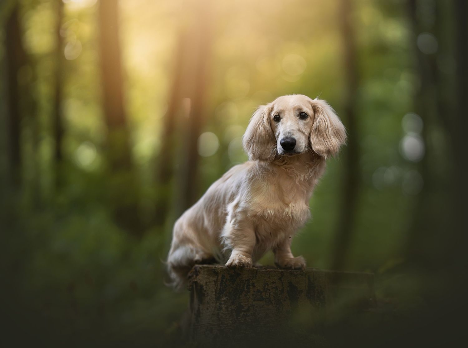Een blonde, langharige teckel die dromerig in het bos op een boomstronk zit