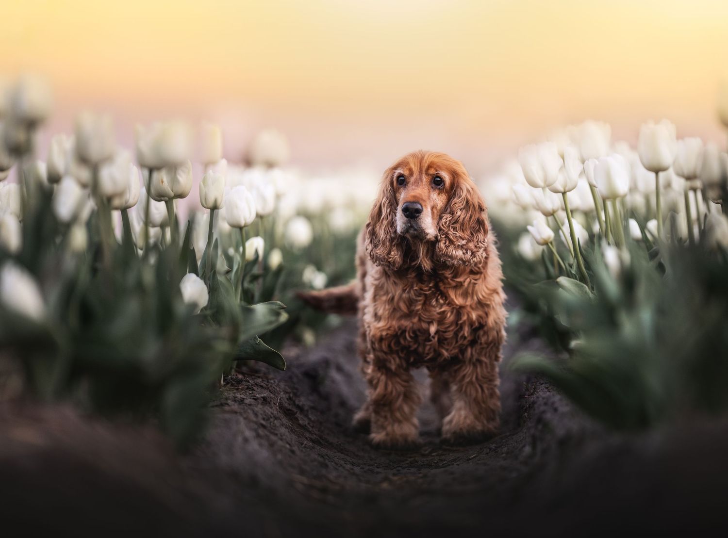 Een gouden Cocker Spaniël in een pad vol levendige witte tulpen bij een dromerig landschap tijdens zonsopgang