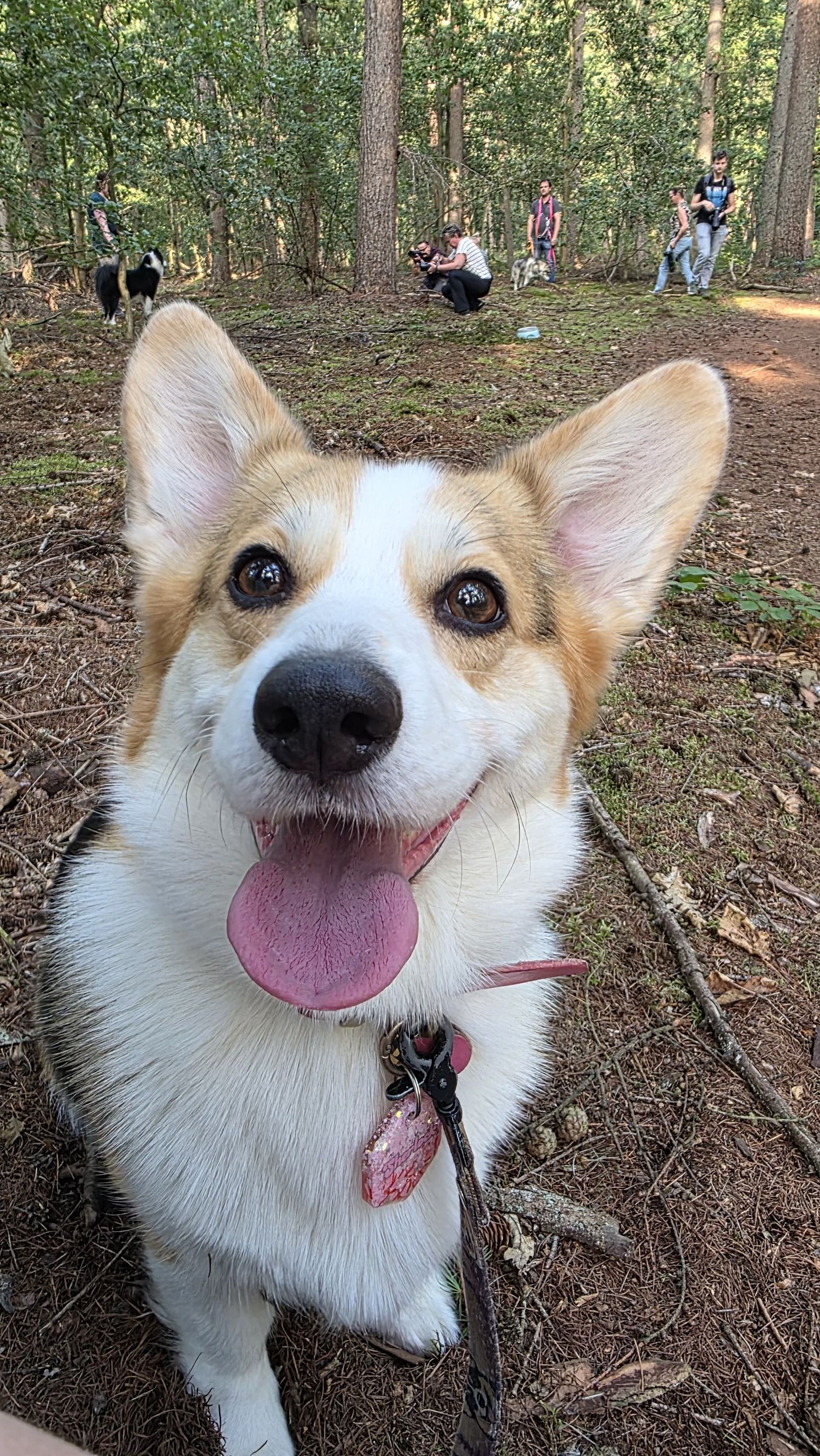 A happy Corgi dog with tongue out on a forest trail, wearing a pink collar and leash, with people and trees in background.