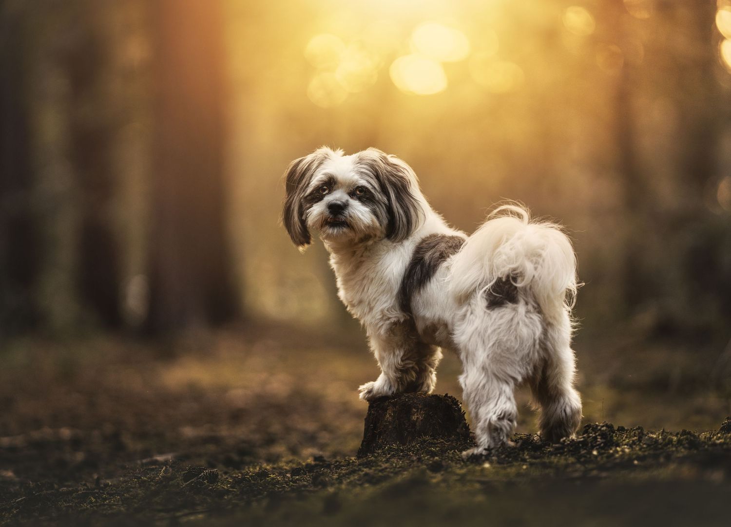 Een lief boomertje poseren in het bos.