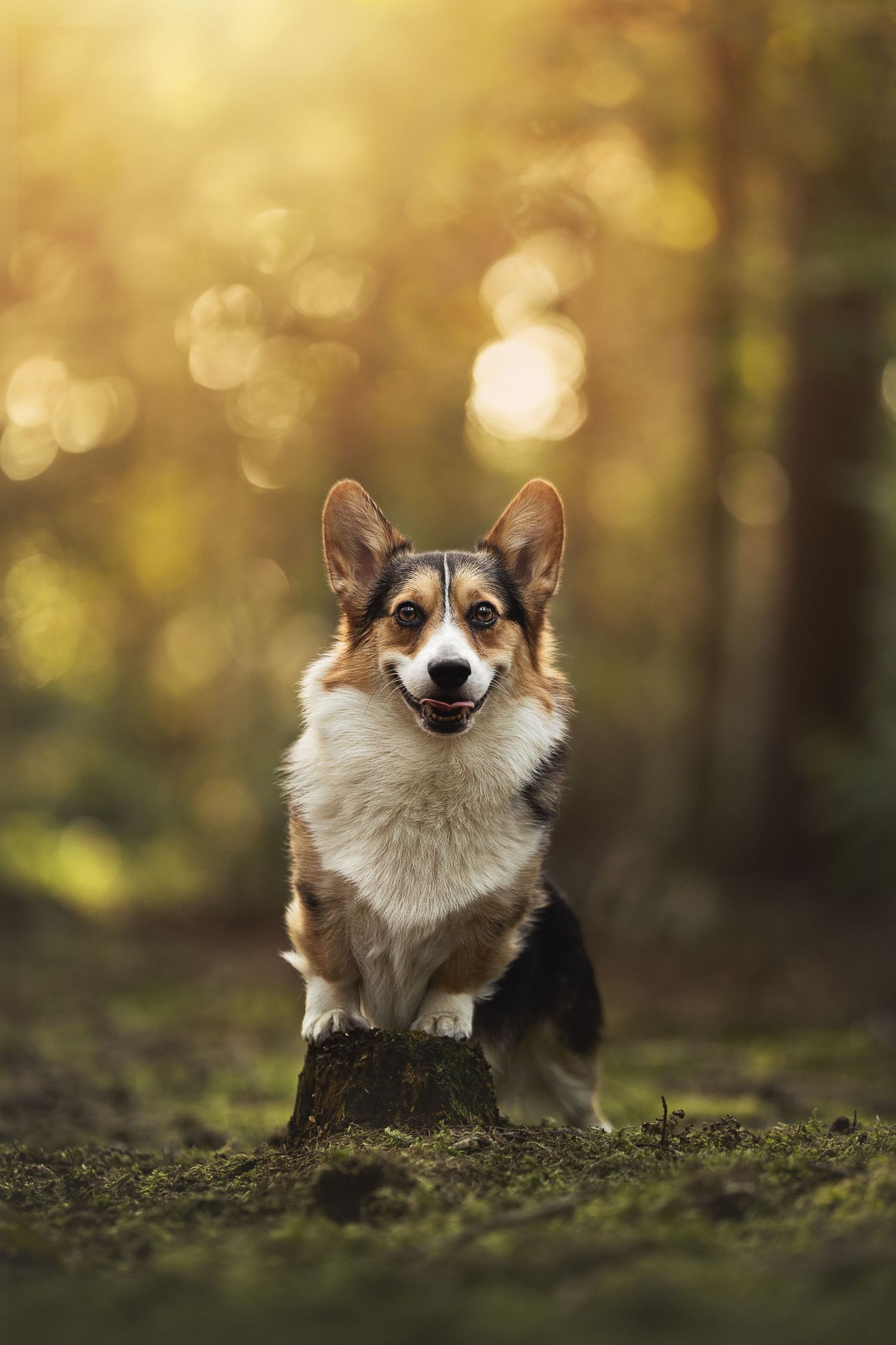 A happy Corgi dog sits on a mossy stump in a sunlit forest with golden bokeh background.
