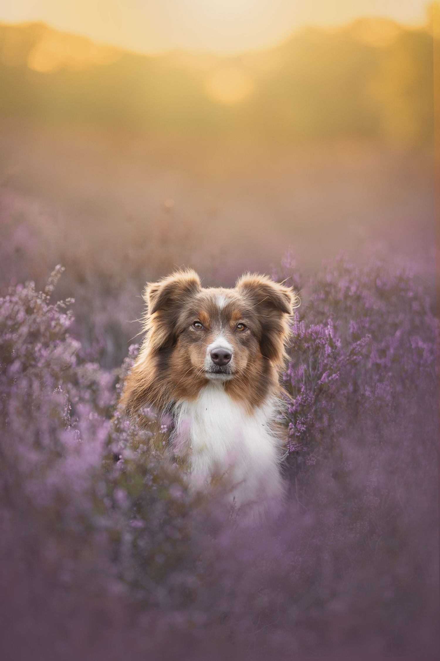 Australian Shepherd dog sitting in purple heather fields at golden sunset, portrait photography.