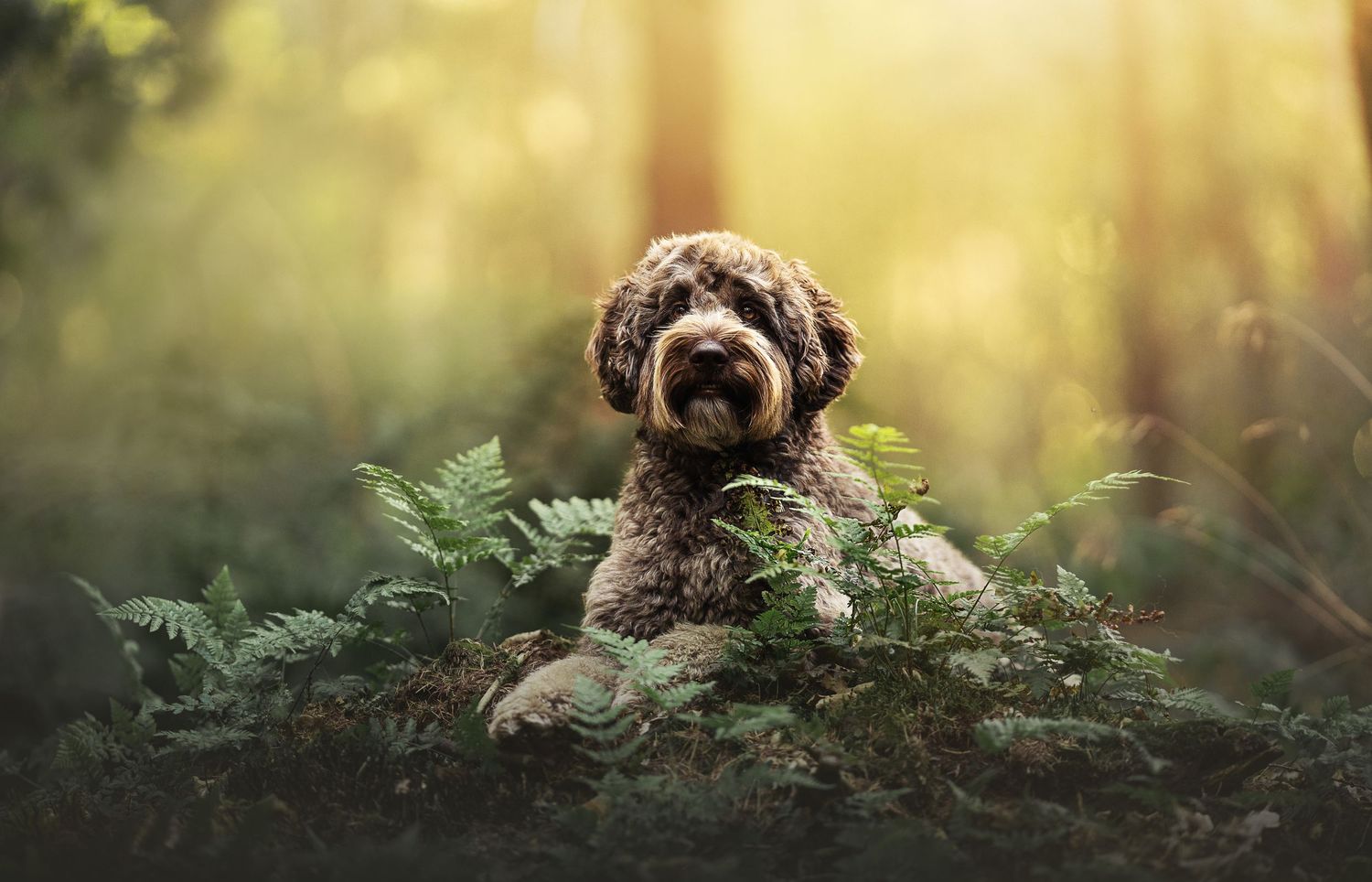 A fluffy brown Labradoodle sits among lush green ferns in a sunlit forest, looking calm and adorable.