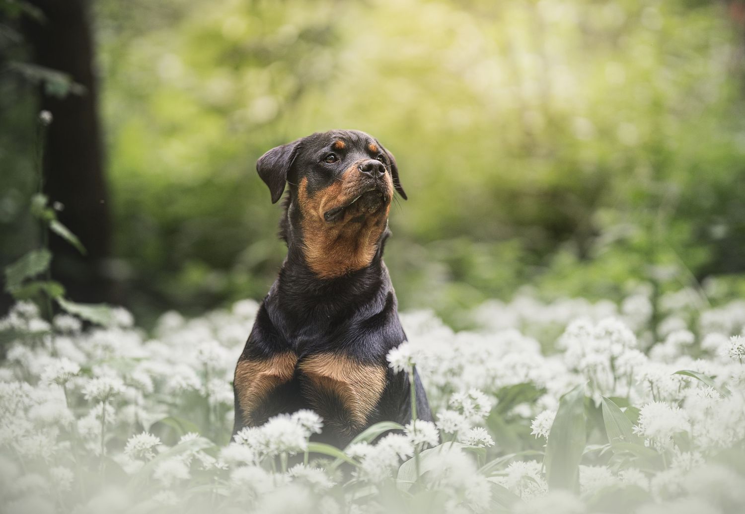 A majestic Rottweiler sits alert among white wildflowers in a lush green forest setting.