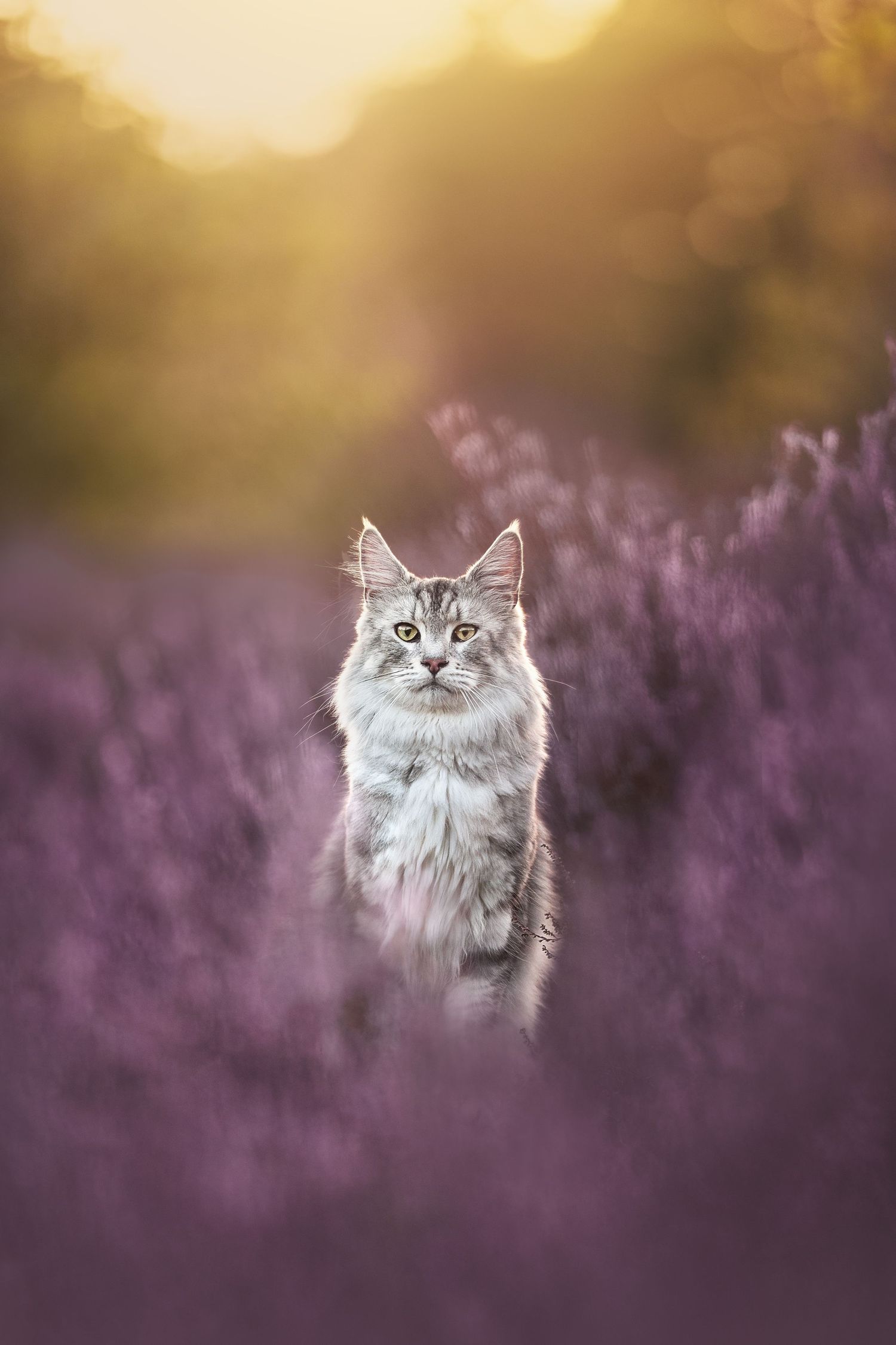 Fluffy Maine Coon cat sitting among purple heather flowers in a golden sunset light.