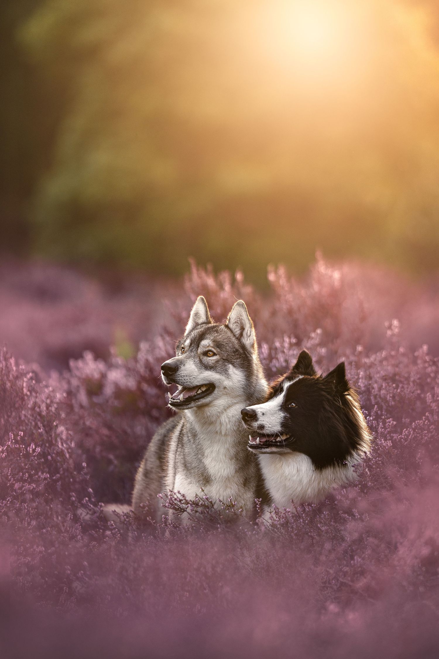 Two dogs, a Husky and Border Collie, sitting together in purple heather fields bathed in warm golden sunset light.