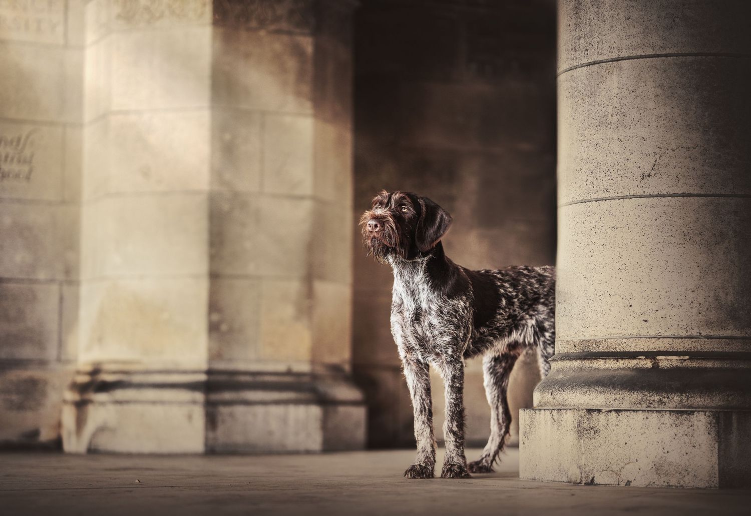 A German Wirehaired Pointer dog stands alert between stone columns in a grand architectural setting.