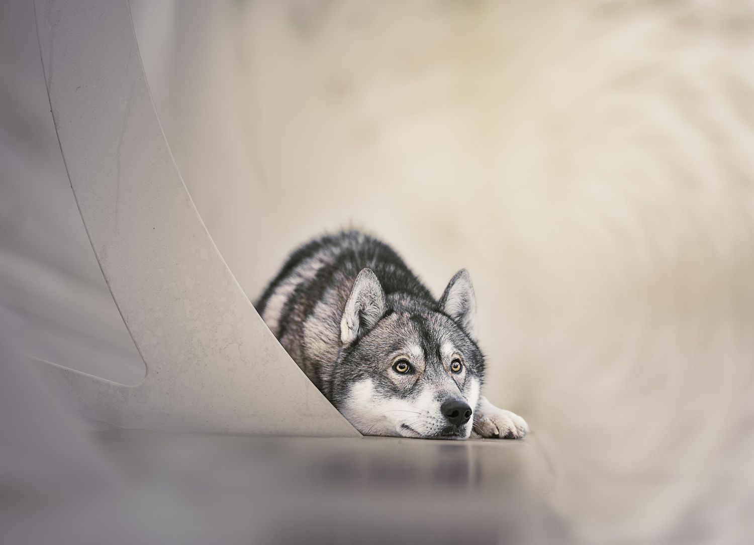 een knappe husky model in een stedelijke industriële omgeving