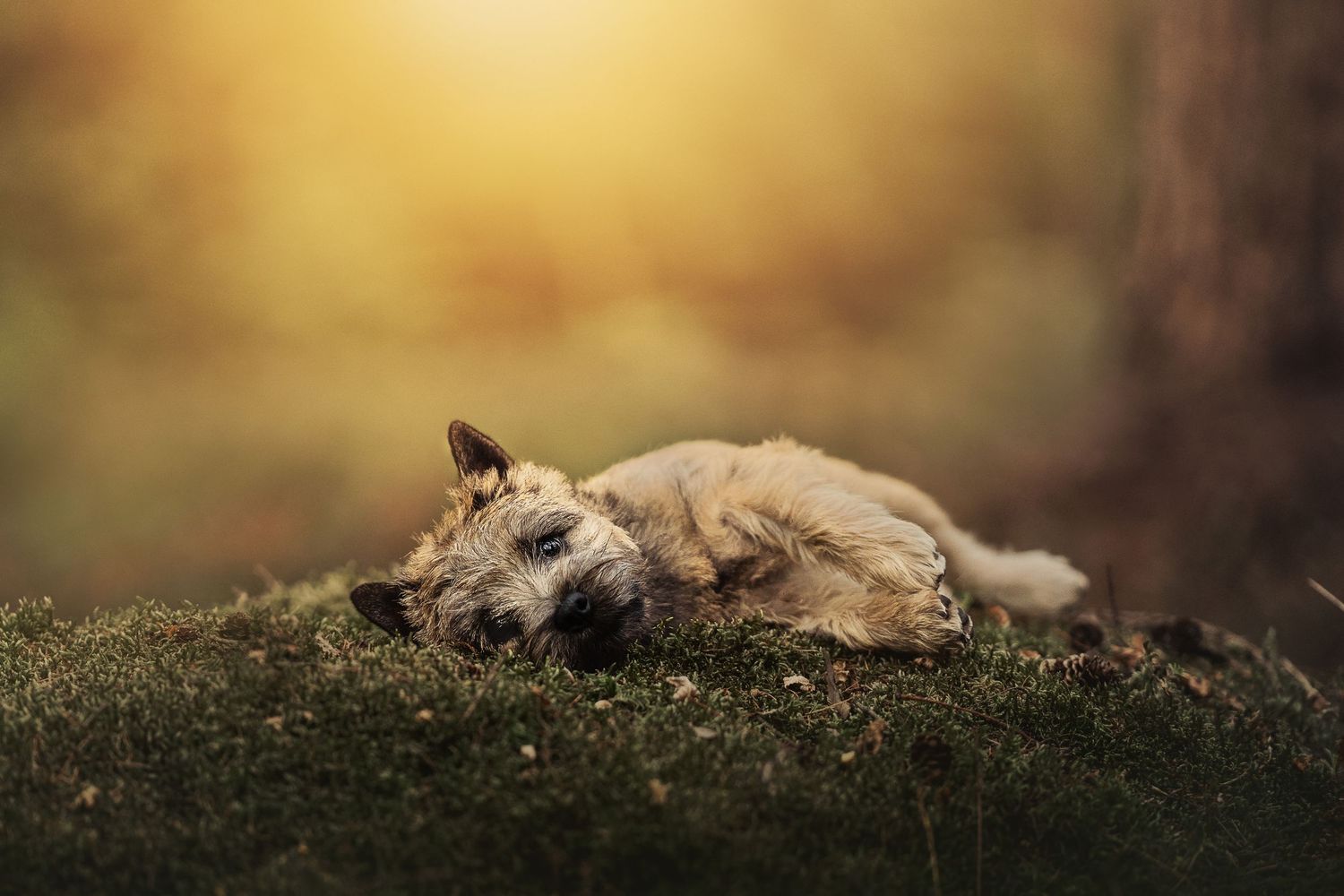 A fluffy tan dog resting peacefully on green moss in a sunlit forest setting.