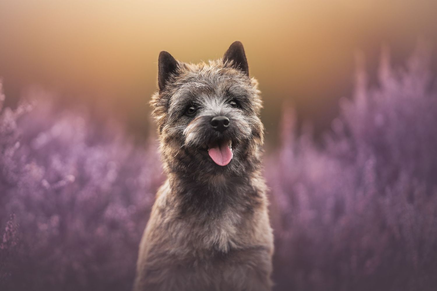 A fluffy Cairn Terrier dog sitting among purple heather flowers with tongue out against a warm bokeh background.