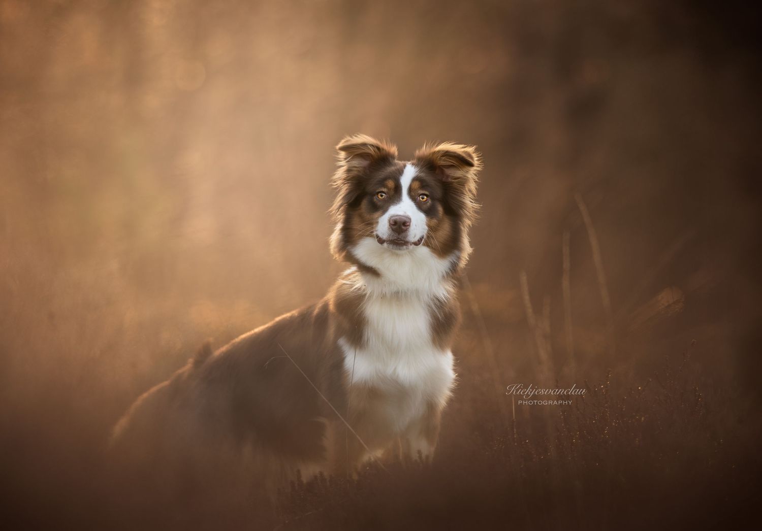 Een prachtige bruin-witte Border Collie zit rustig in een goud verlichte heide.