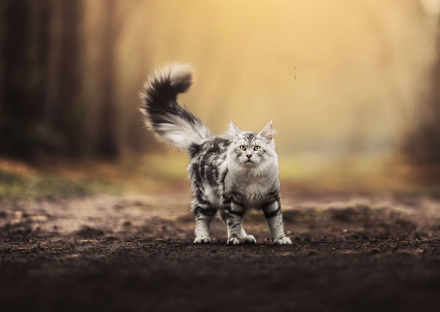 Knappe maine coon kitten in het bos
