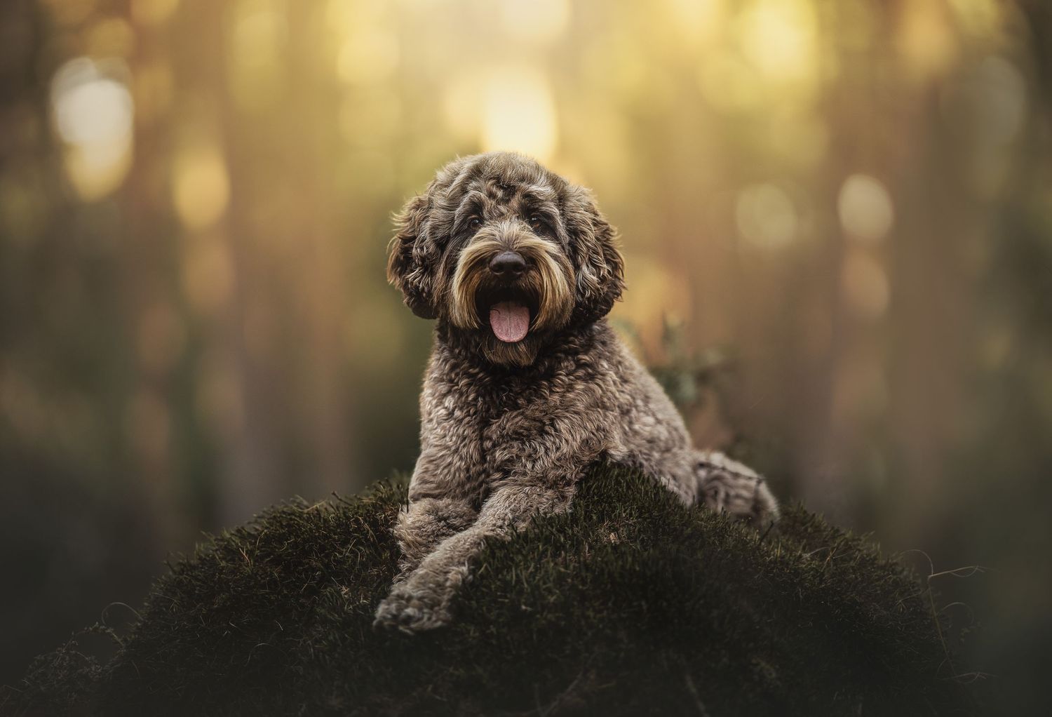 A fluffy brown Labradoodle dog sits on a mossy rock in a sunlit forest, mouth open in a happy expression.
