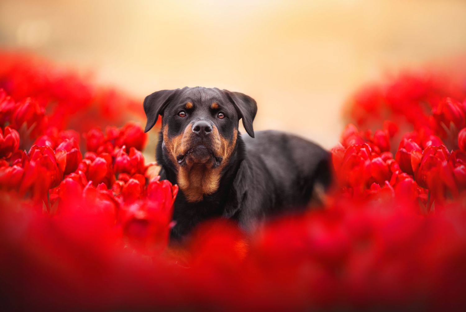 Een Rottweiler ligt rustig tussen levendige rode tulpen in een bloeiend bloemenveld.