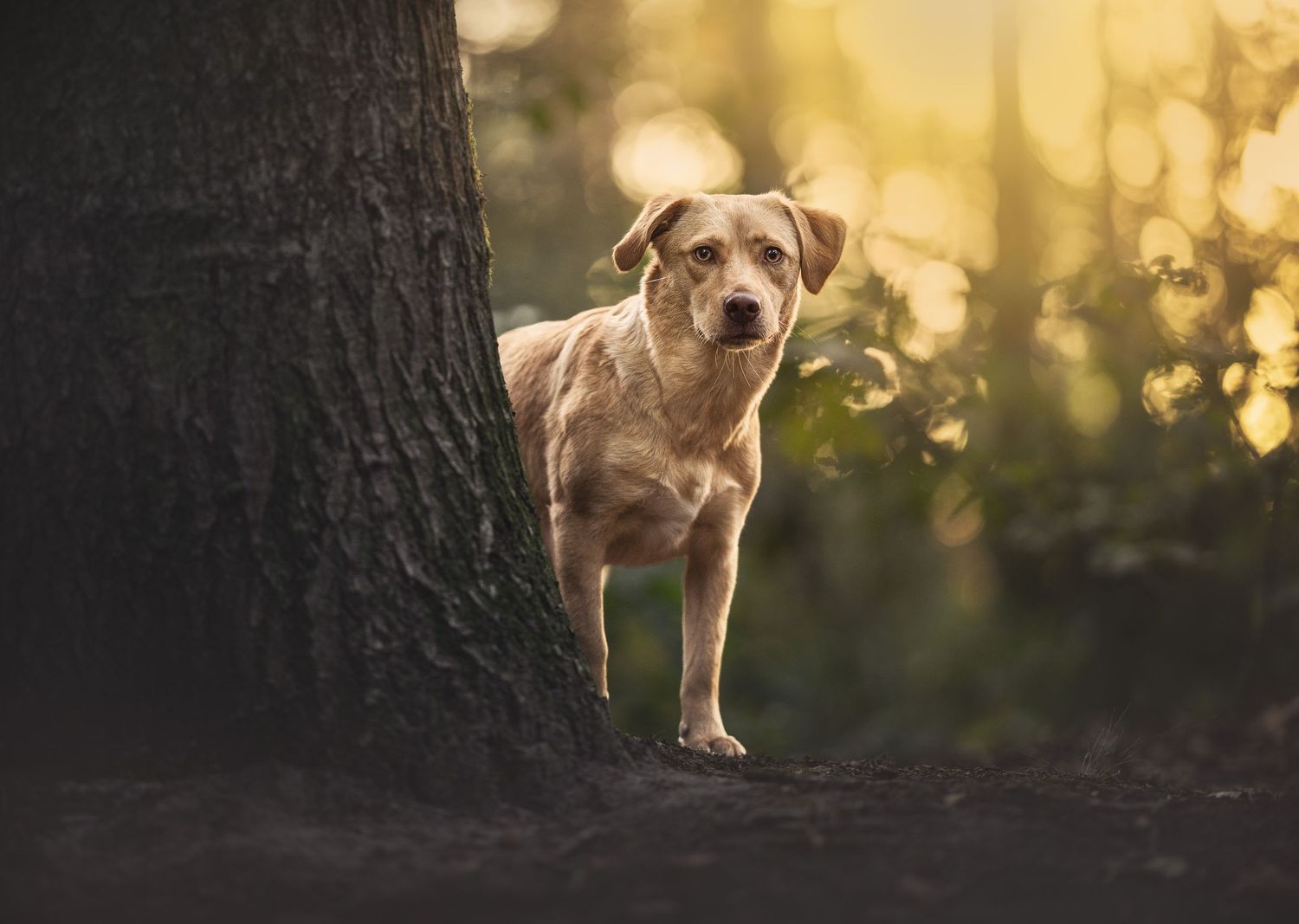 A golden Labrador dog standing beside a large tree trunk in a sunlit forest with bokeh background.