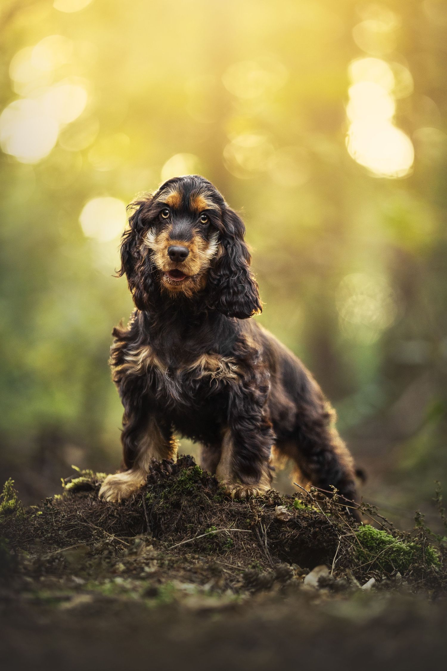 A black and tan Cocker Spaniel puppy sits on mossy ground in a sunlit forest with beautiful bokeh background.