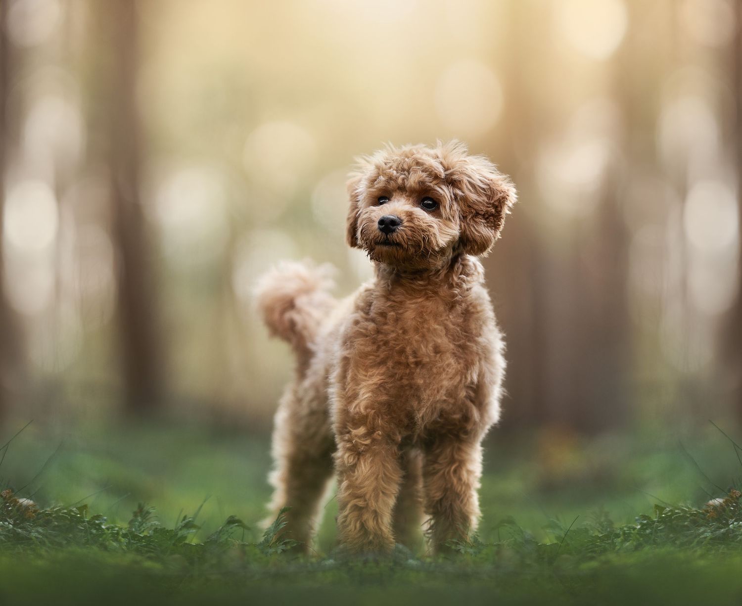 Een kleine pluizige abrikooskleurige Toy Poedel staat alert op groen mos in een zacht vervaagd bos.
