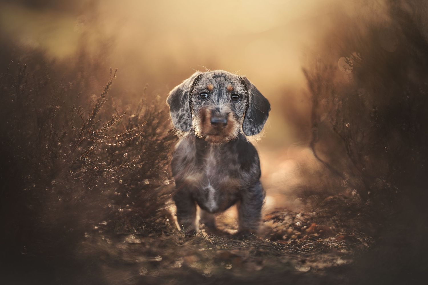 Een merle Teckelpuppy zit alert tussen herfststruiken in een warme, gouden buitenomgeving.