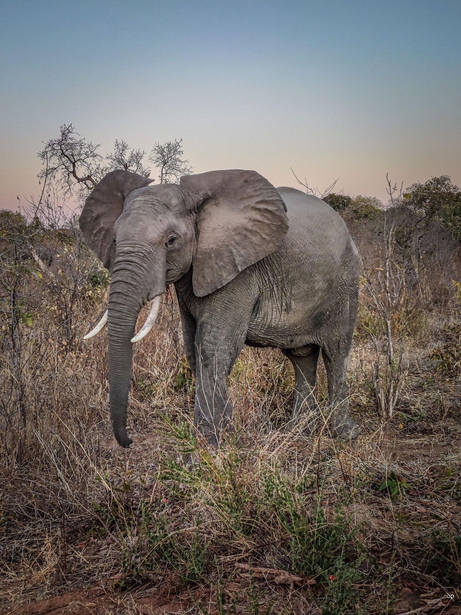 African Elephant