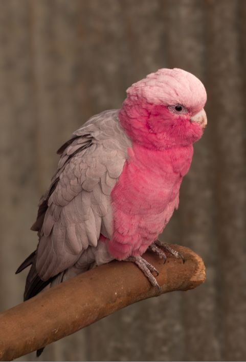 Pink Parrot