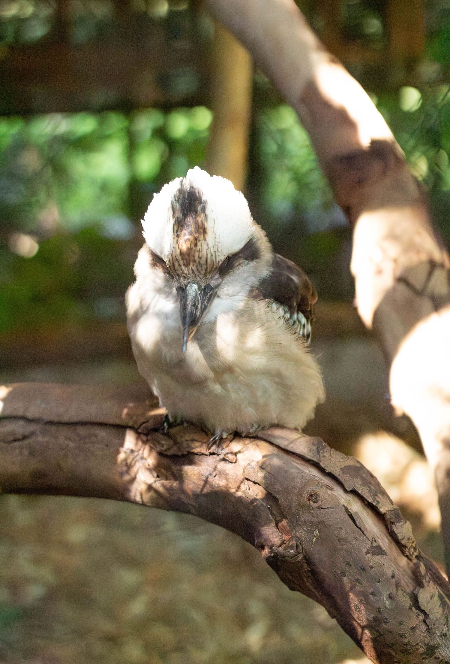 Kookaburra