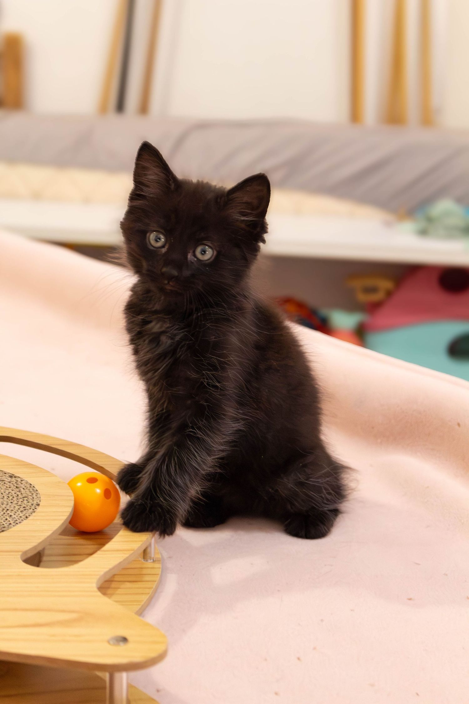 Safe Animal Rescue
