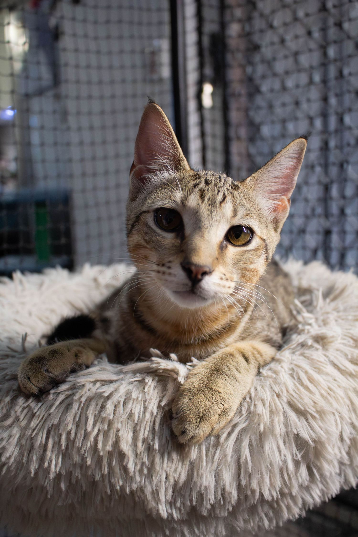 Safe Animal Rescue