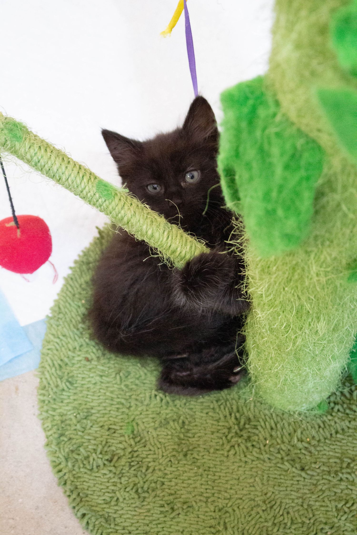 Safe Animal Rescue