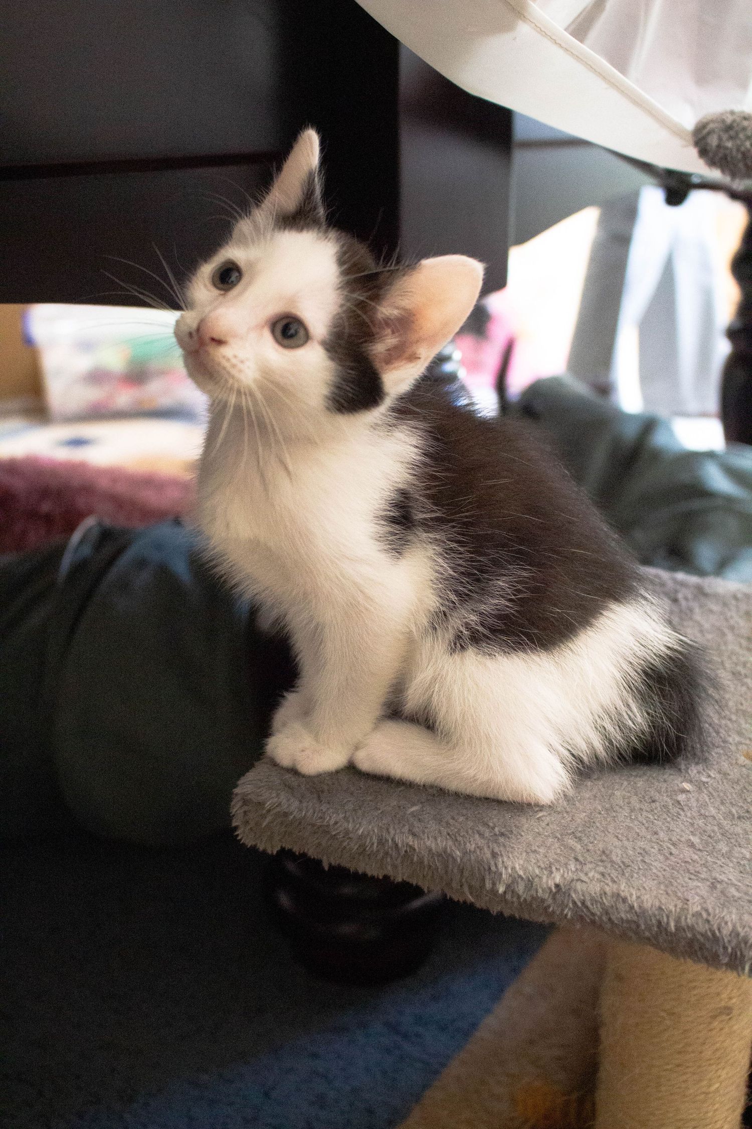 Safe Animal Rescue