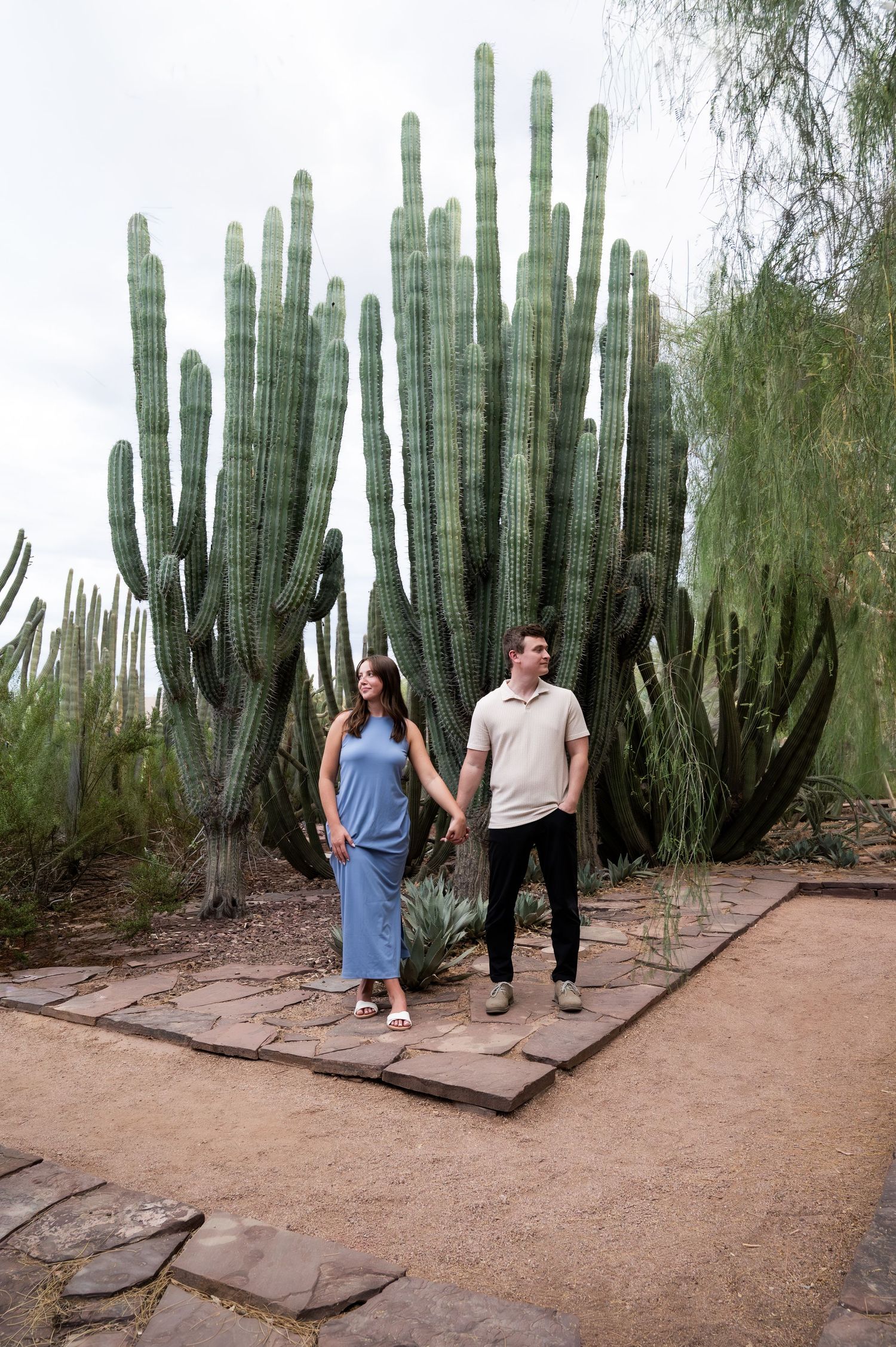 Couple holding hands while walking past towering saguaro cacti at a desert botanical garden in Arizona. Desert botanicle gardens