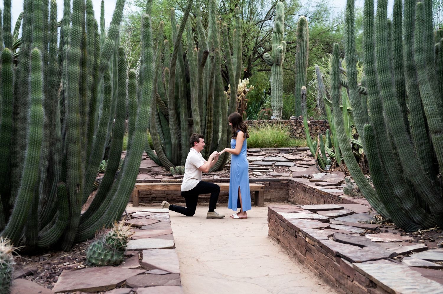 Romantic marriage proposal between tall saguaro cacti on a stone pathway in a desert garden. Desert Botanicle gardens, phoenix