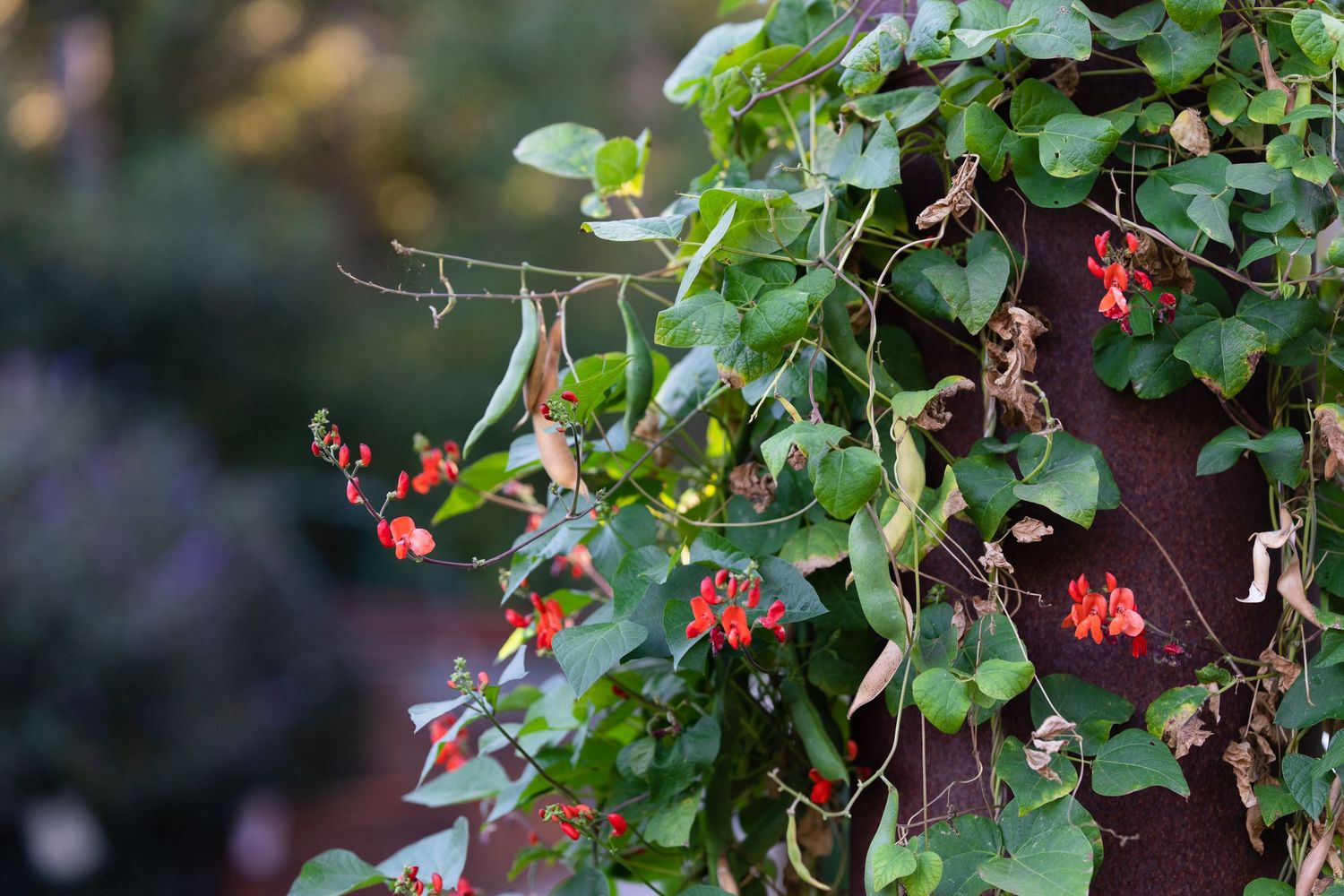 Vibrant red runner bean flowers and green vines climbing a garden wall outdoors.