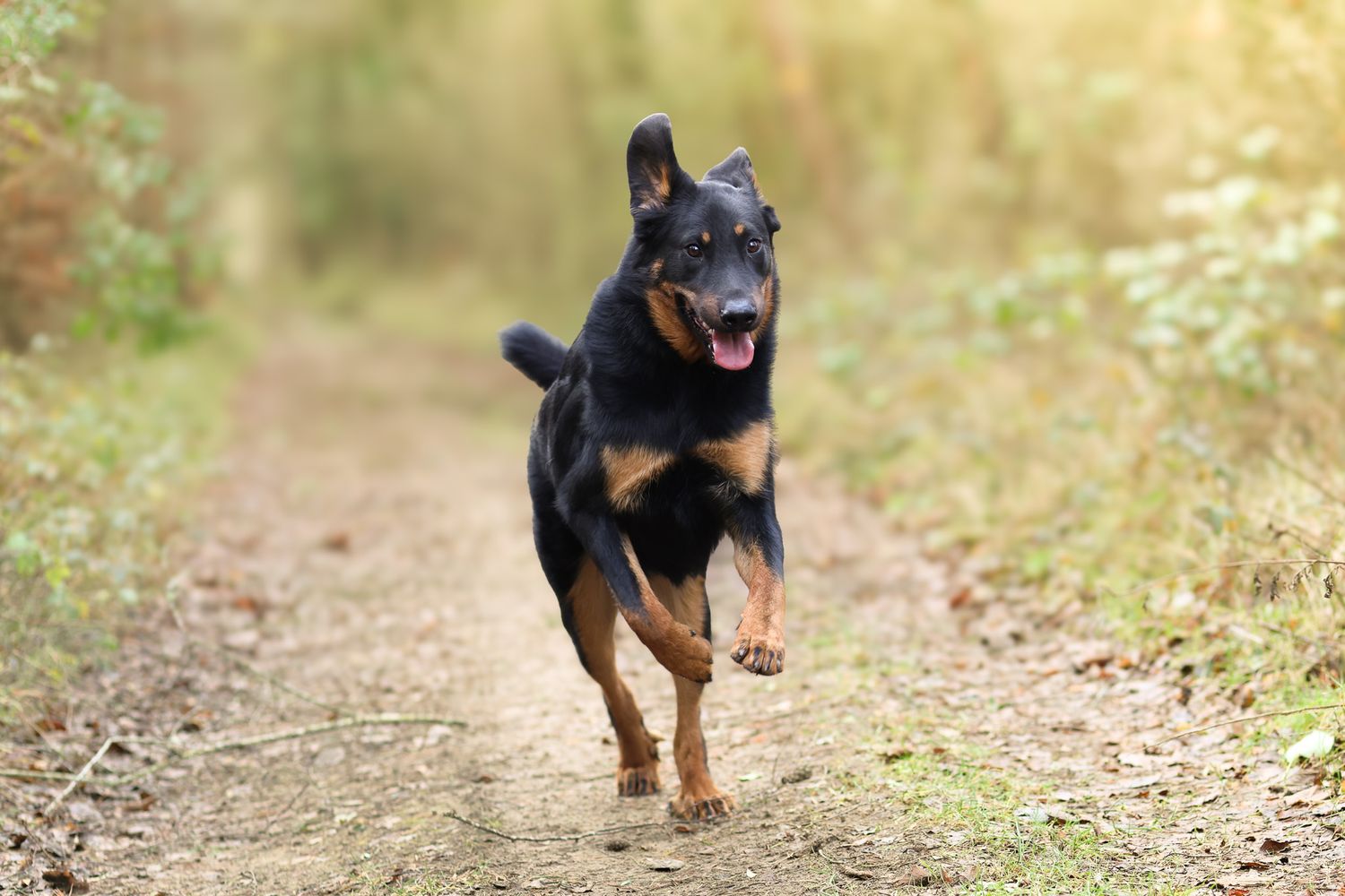 Photo de chien