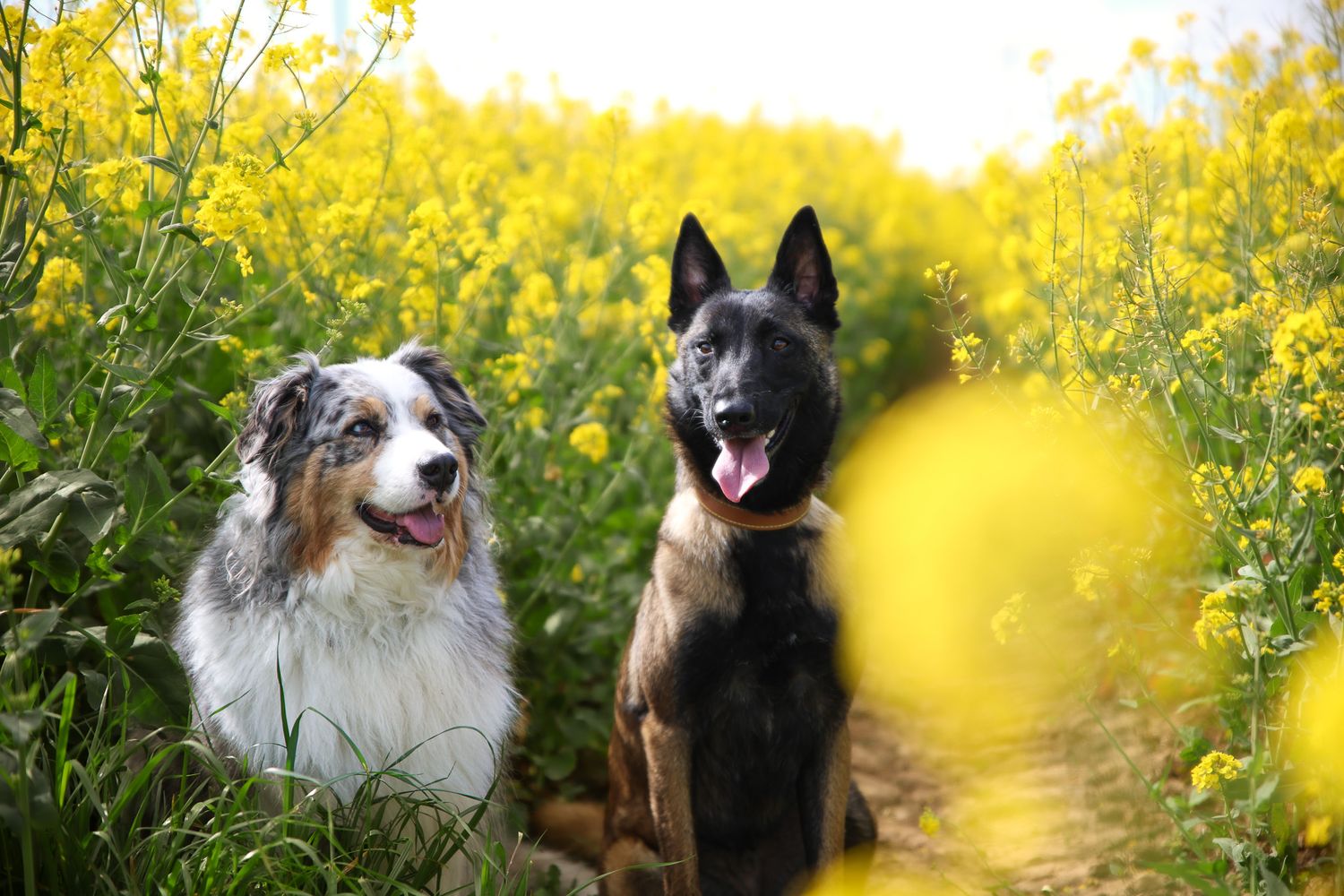 Photo de chien dans le colza
