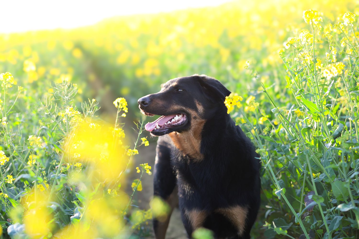 Photo de chien dans le colza