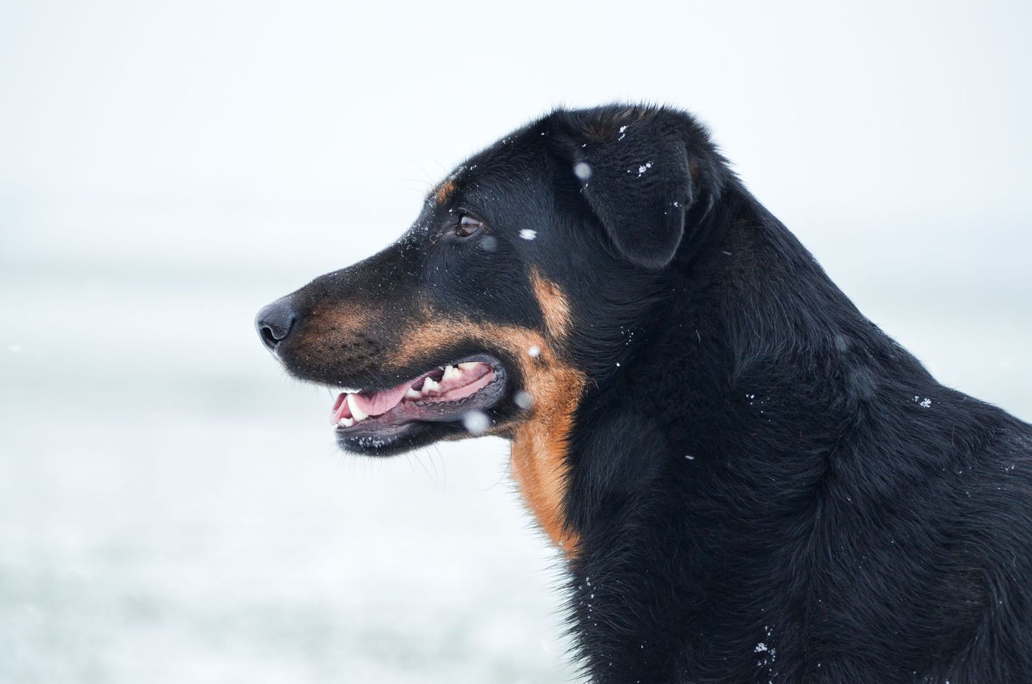 Photo de chien dans la neige