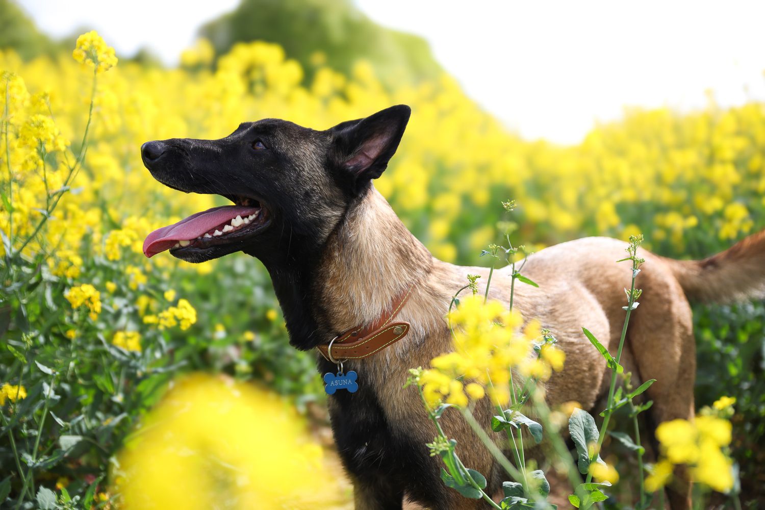 Photo de chien dans le colza