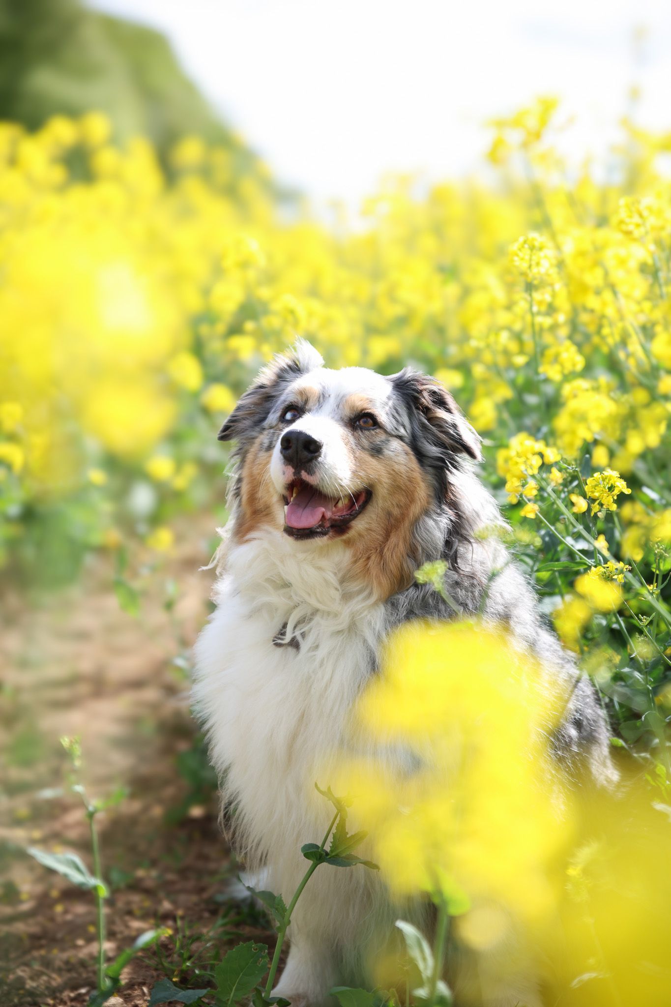 Photo de chien dans le colza