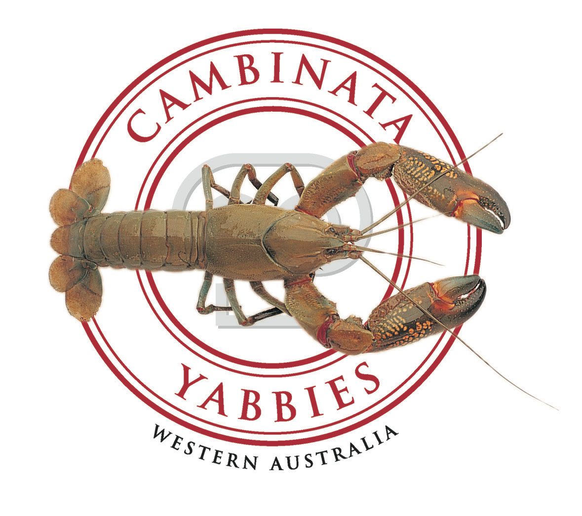 Cambinata Yabbies - collaboration
